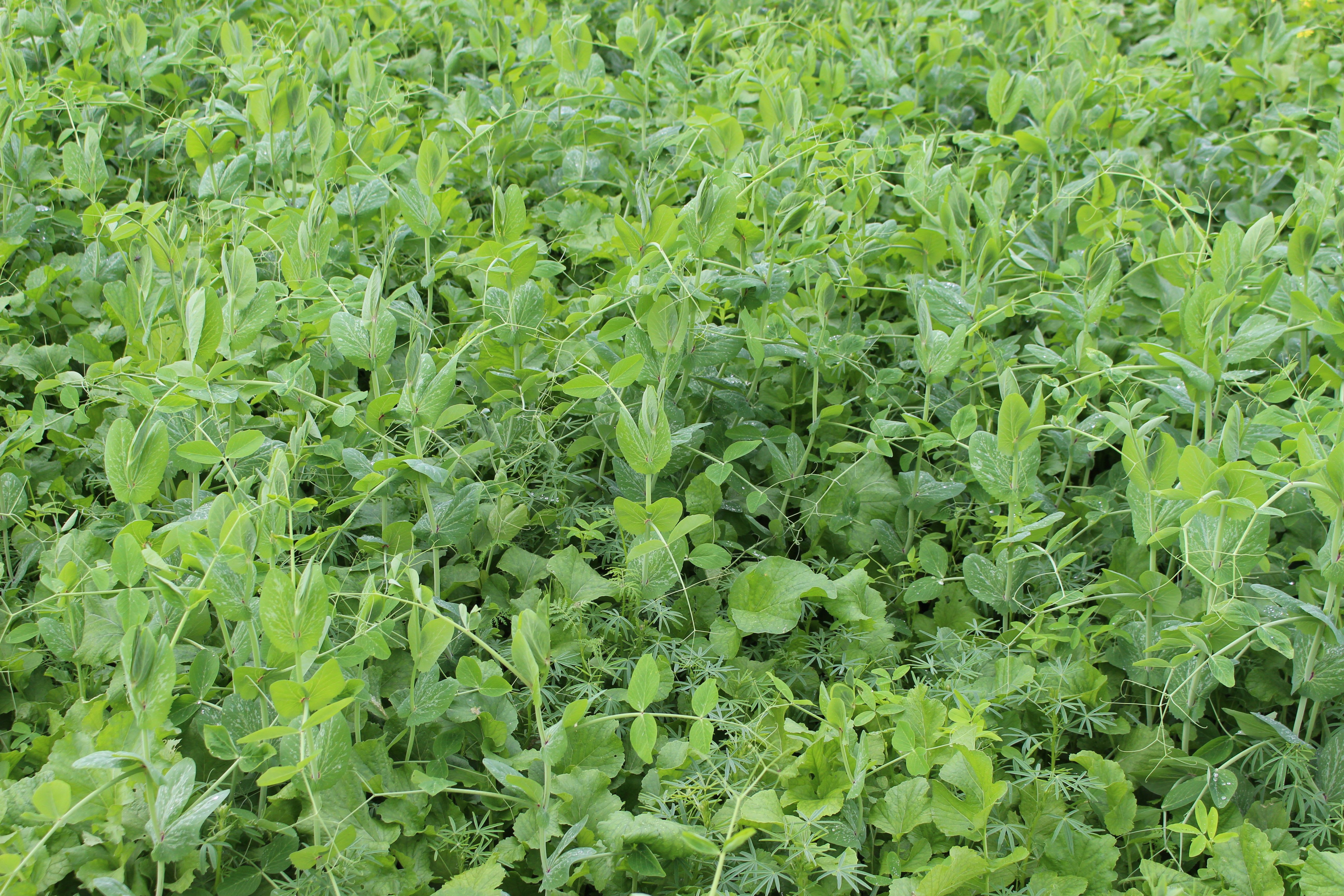 Groentemix groenbemester