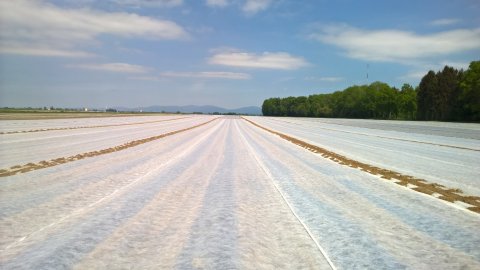 Vliesdoek GLAESER 2